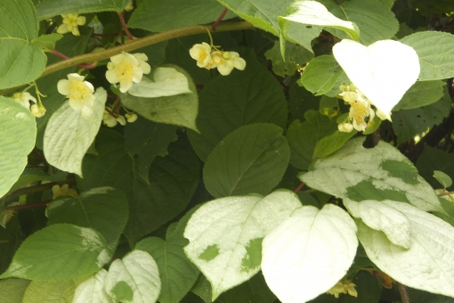 マタタビの花と白い葉