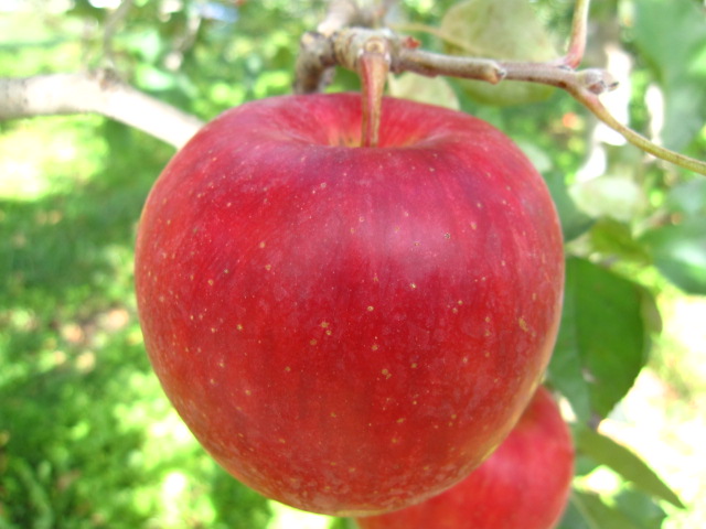 りんご品種陽光